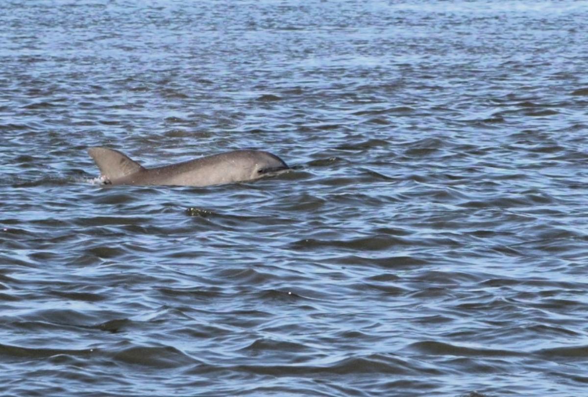 A bottlenose dolphin swims in the waves at Edisto Beach SC