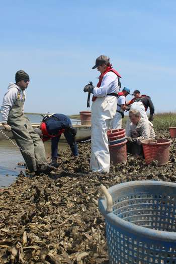 Apprentices in 2024 learn how to identify and prepare oyster singles for seafood restaurants and markets