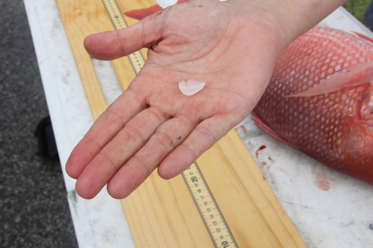 Photo of an otolith