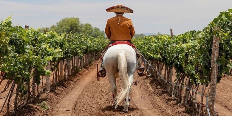 Vineyard in Mexico