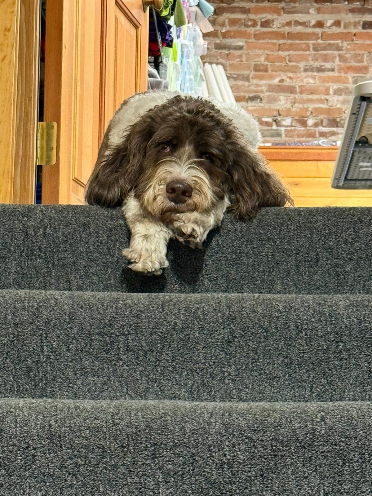 Patch supervising the shop