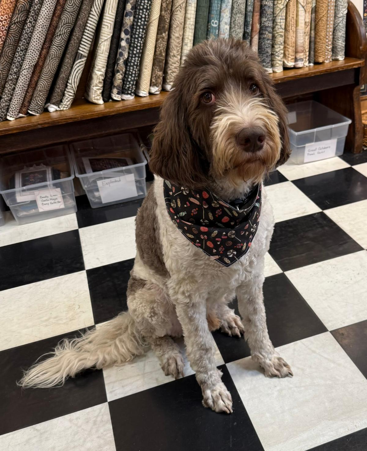 Patch, Sew Creative's shop manager