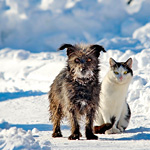 Dog and cat standing on a snow covered path