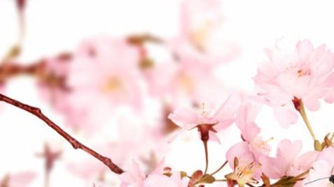 spring_blossoms_butterfly.jpg
