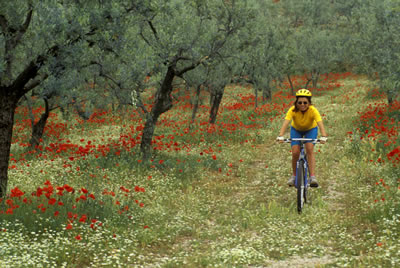 bike-flower-field2.jpg