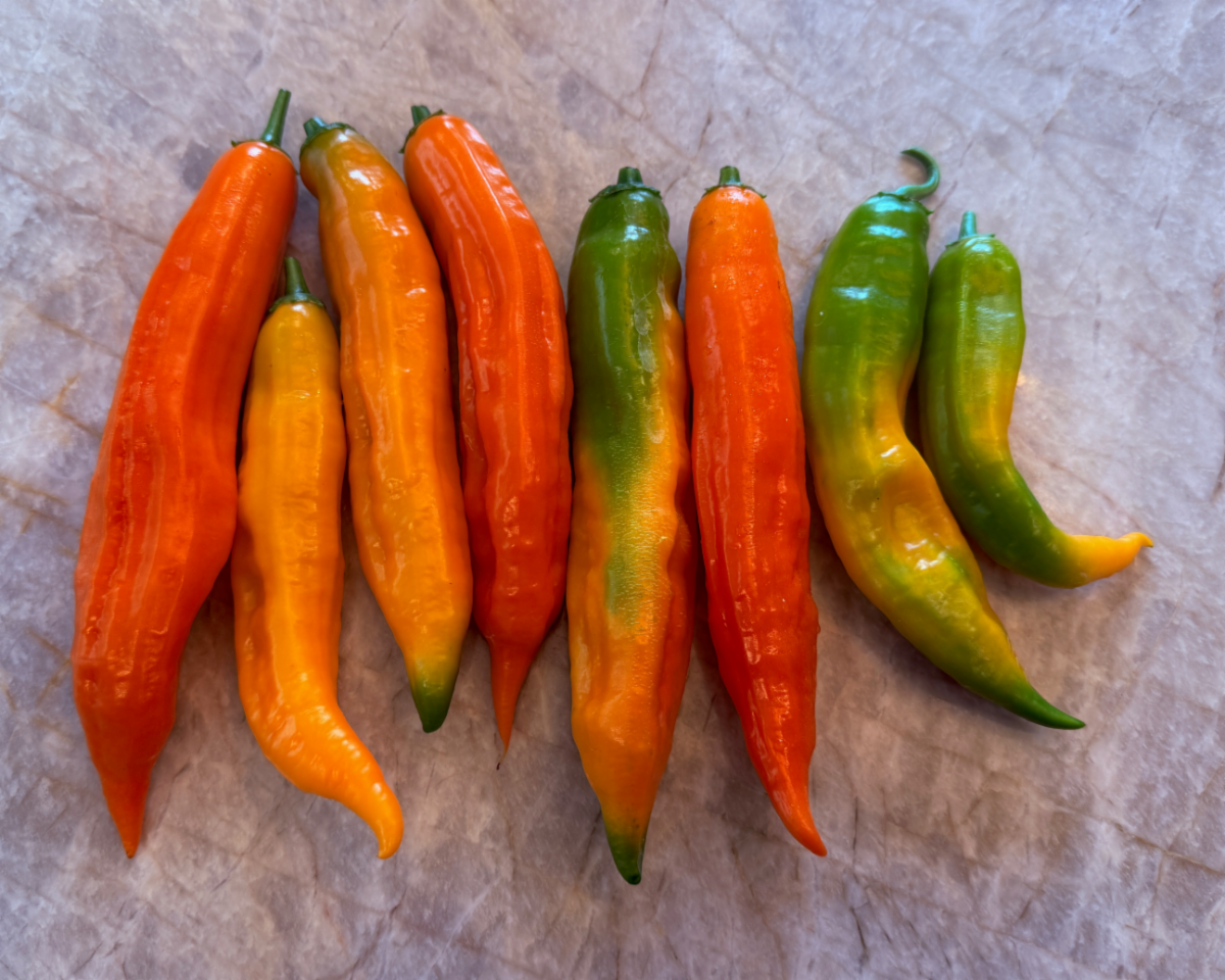 side by side aji amarillo peppers in various stages of ripeness are orange to green