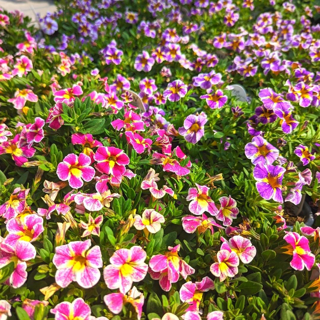 Newsletter Square April 7.jpg