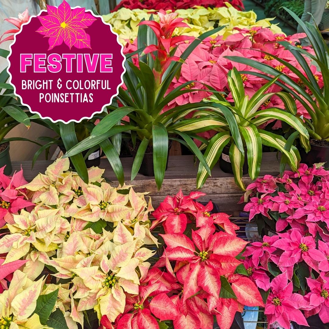 Nov. 24 Newsletter.jpg