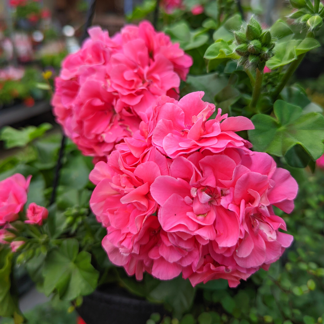 Newsletter Plant Square.png