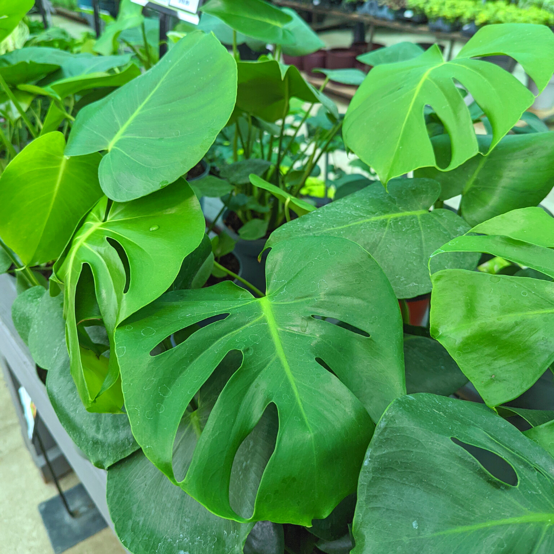 Newsletter Plant Square.png