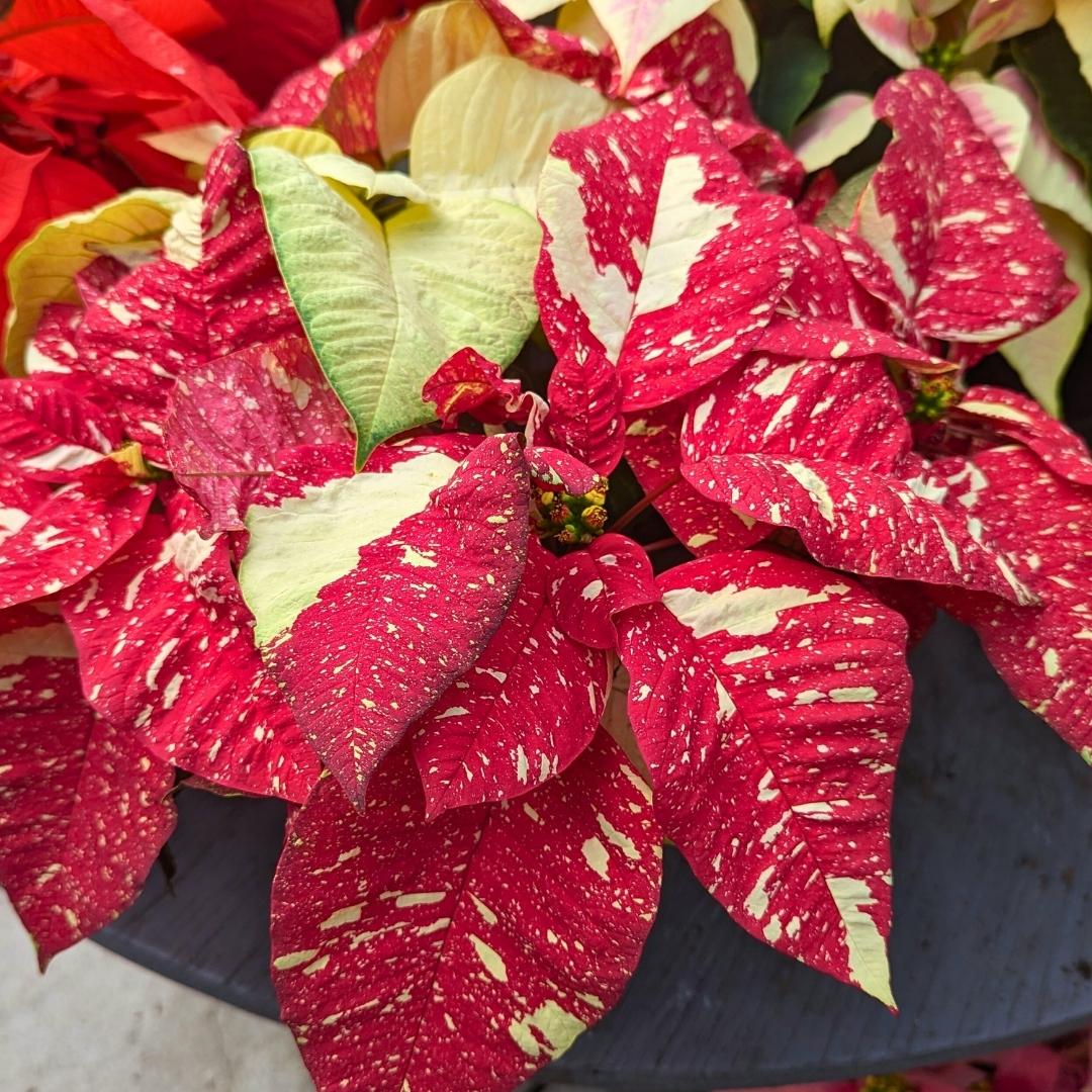 Nov. 24 Newsletter.jpg