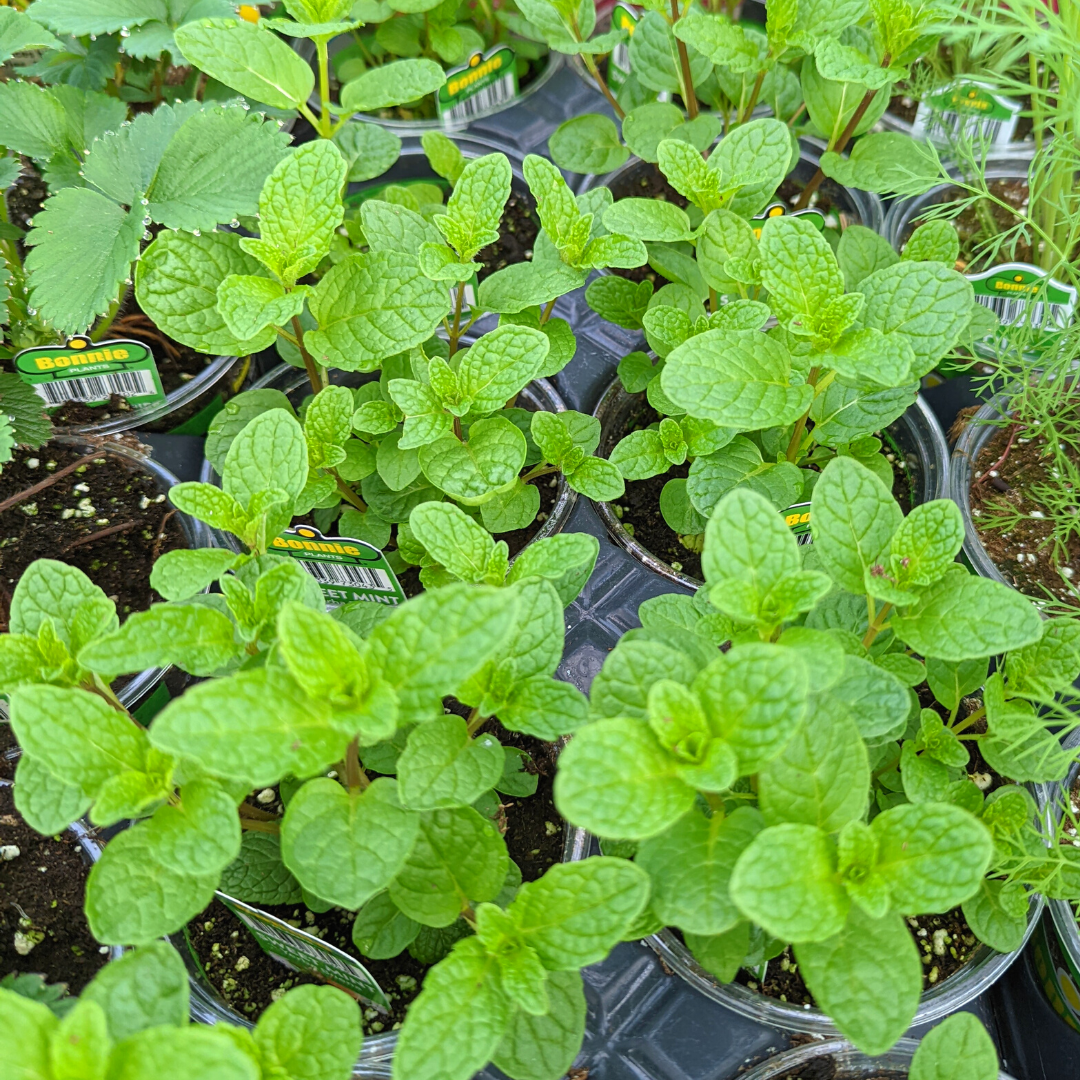 Newsletter Plant Square.png