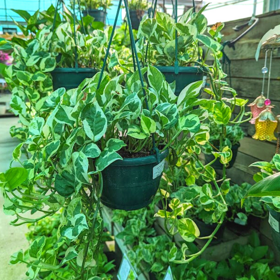 Newsletter Plant Square.png