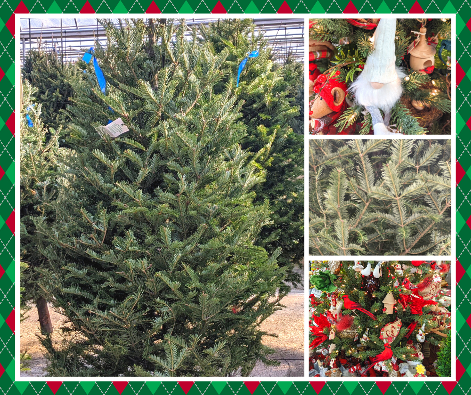 UPDATE FreshCut Christmas Trees🎄 Are Here Now and Flocked Trees ☃️