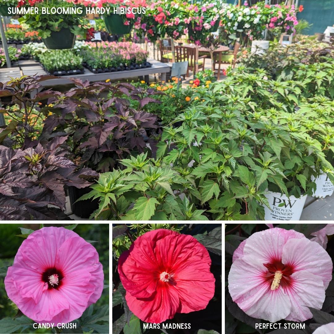 Newsletter Square June 16.jpg