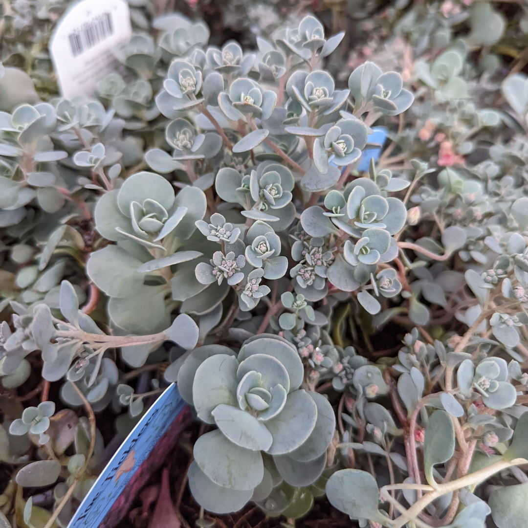 Newsletter Plant Square.png