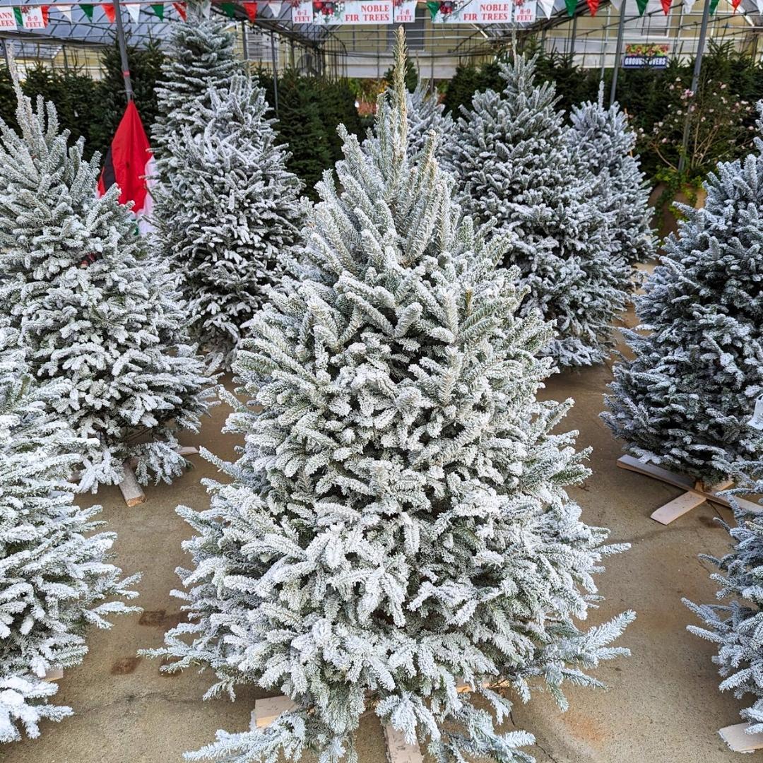 Nov. 24 Newsletter.jpg