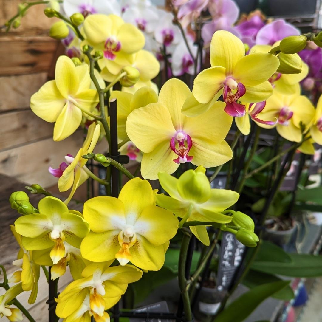 Nov. 24 Newsletter.jpg