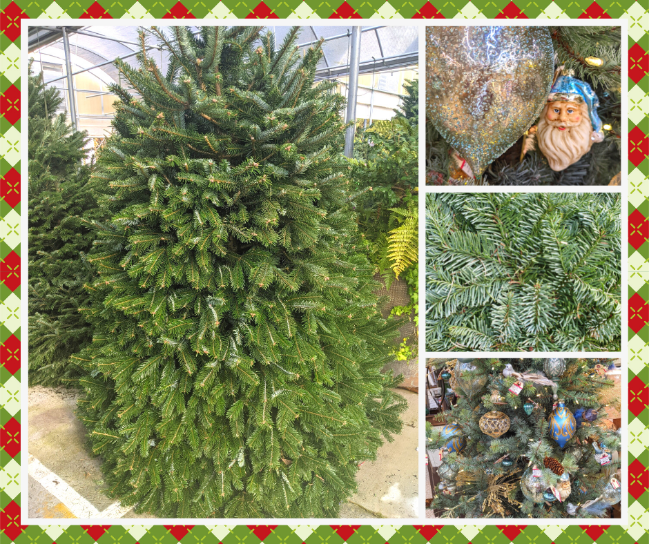 UPDATE FreshCut Christmas Trees🎄 Are Here Now and Flocked Trees ☃️