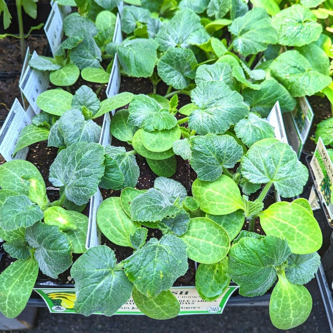 Newsletter Square April 7.jpg