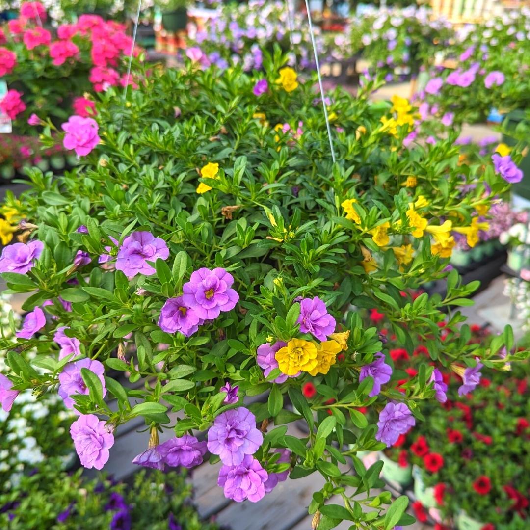 Newsletter Square April 7.jpg