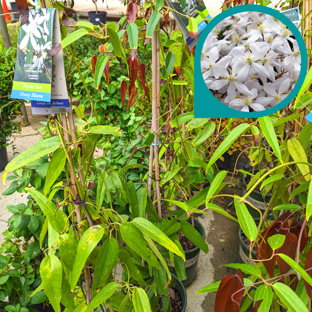 Newsletter Plant Square.png