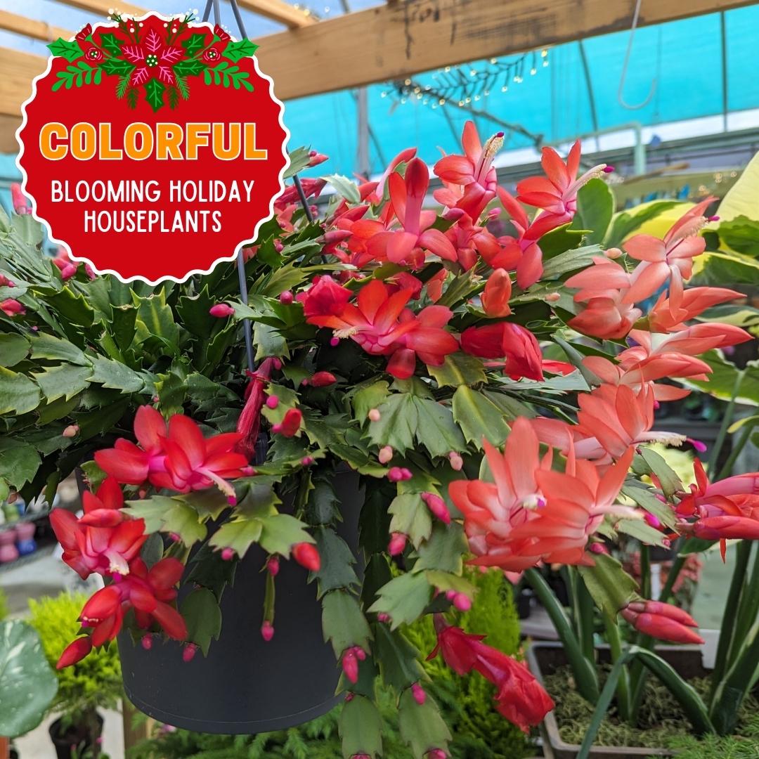 Nov. 24 Newsletter.jpg