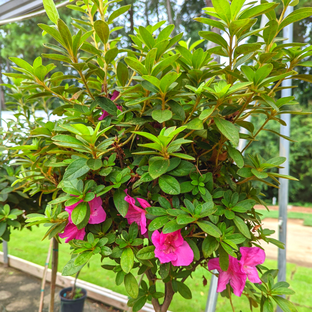 Newsletter Plant Square.png