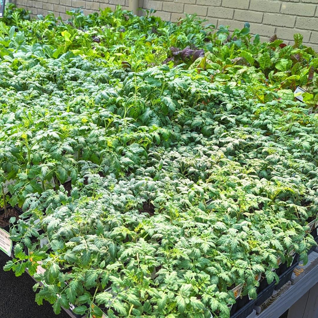 Newsletter Square April 7.jpg