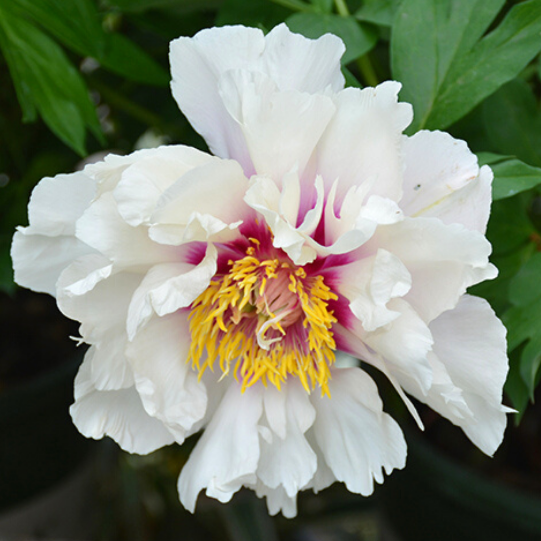 Newsletter Plant Square.png