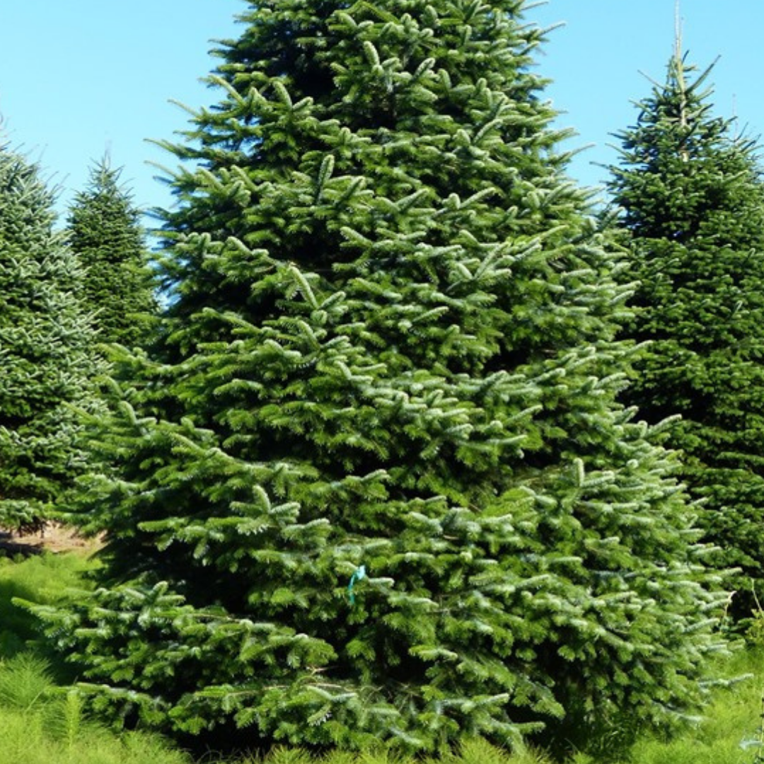 Our FreshCut Christmas Trees Have Just Arrived! ️💚