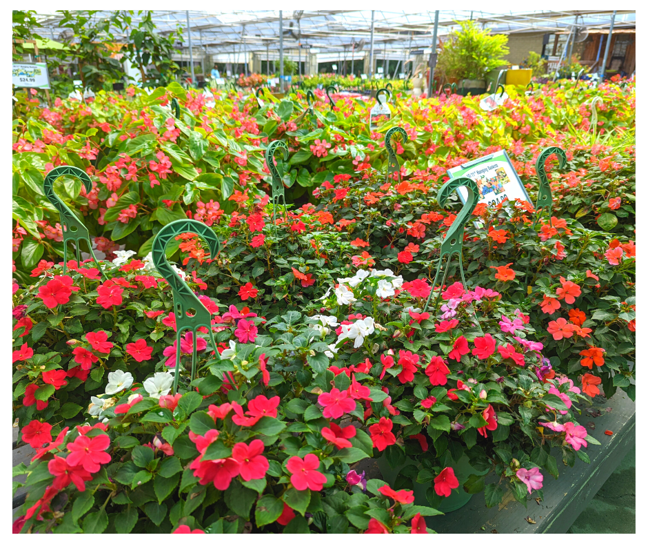 July 1 Newsletter.png