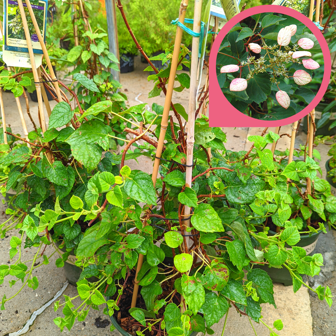 Newsletter Plant Square.png