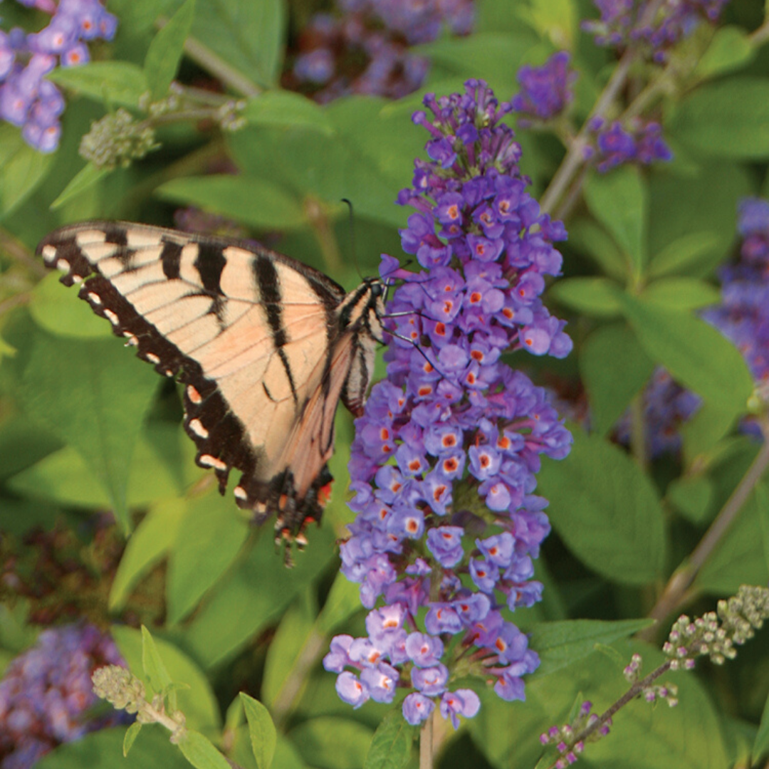 Colorful New Annuals, Hydrangeas, and Butterfly Bushes