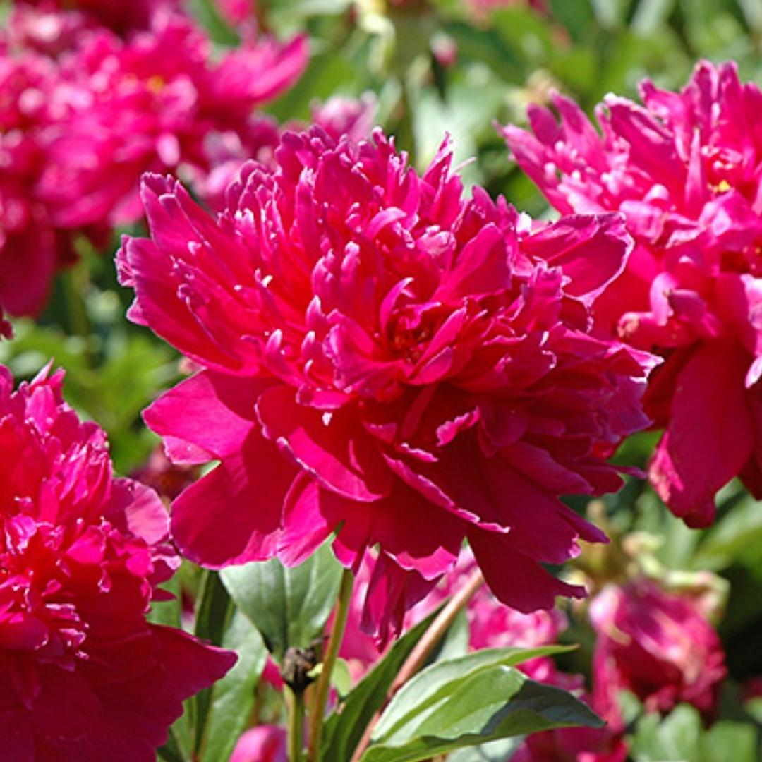 Newsletter Square April 7.jpg