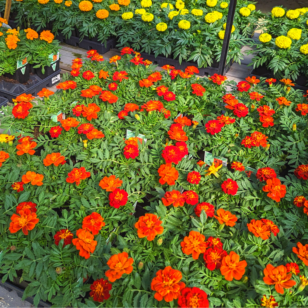 Newsletter Plant Square.png