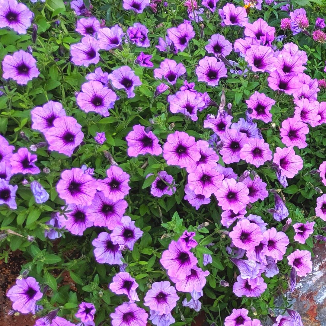 Newsletter Square April 7.jpg