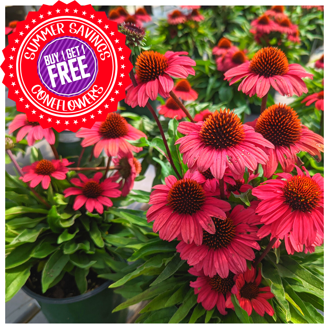 Wacky Wednesday Square.png