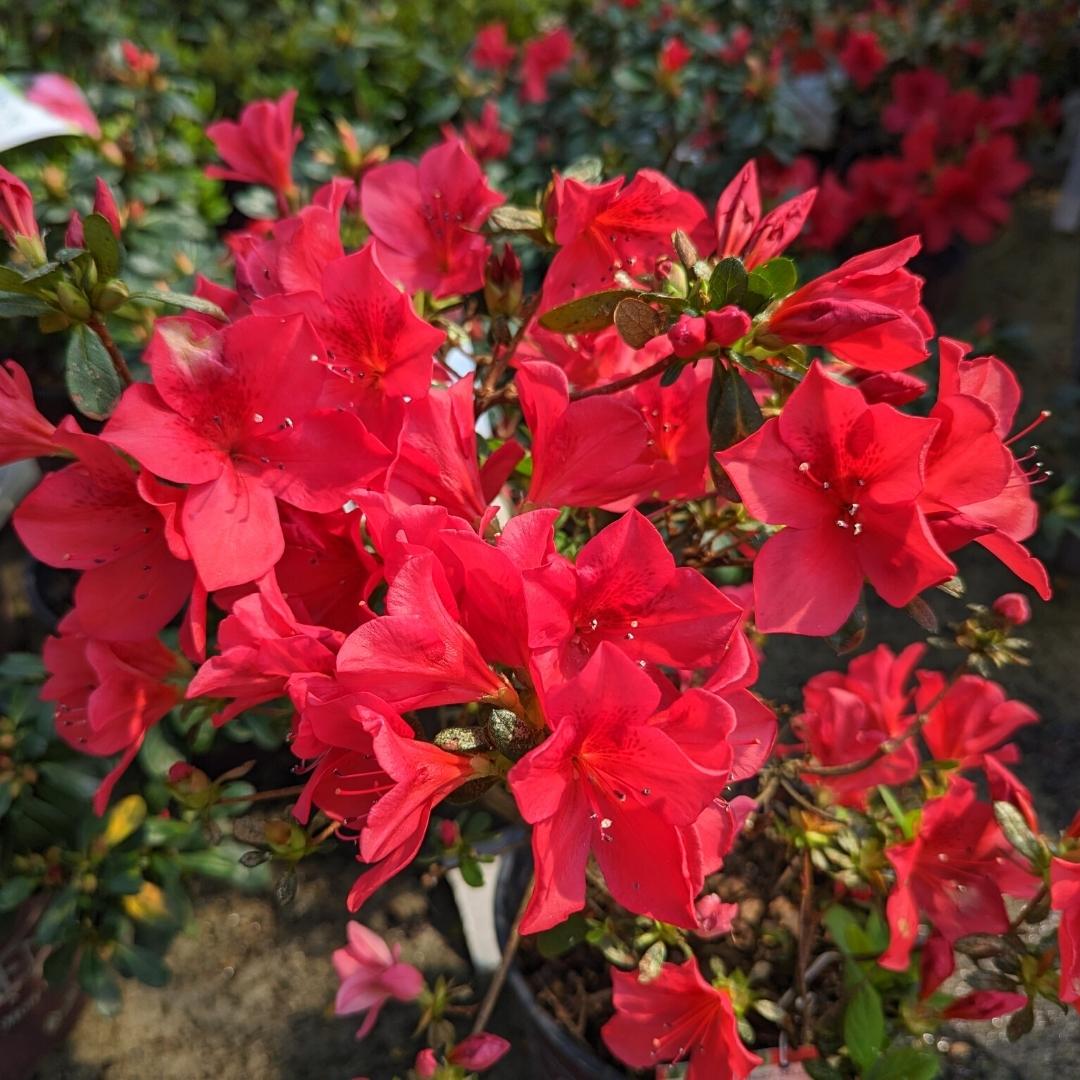 Newsletter Square April 7.jpg