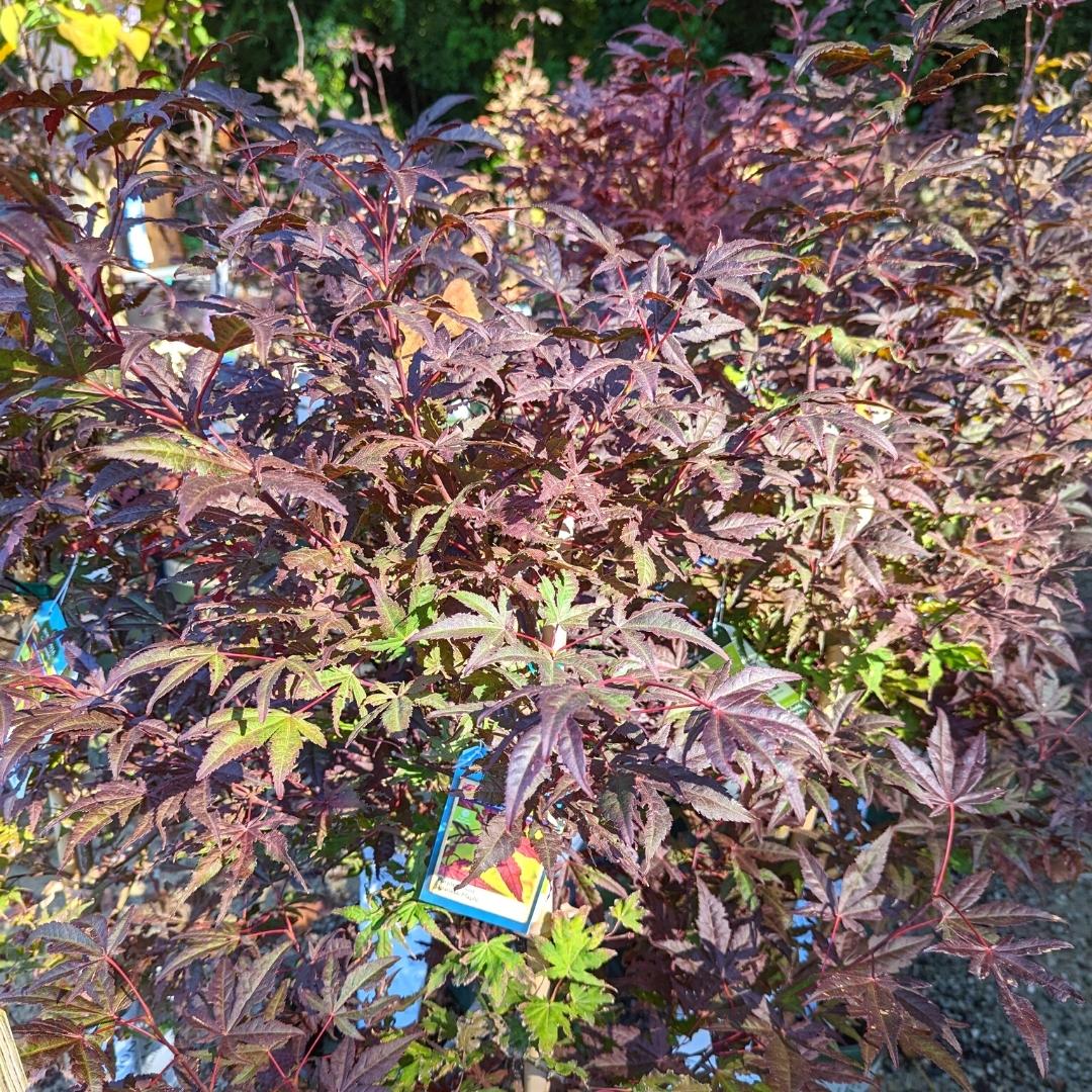 Newsletter Square April 7.jpg