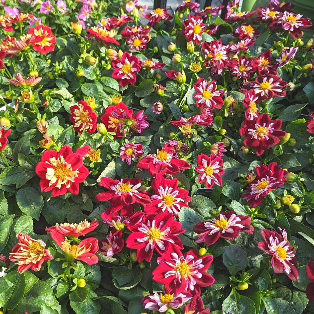 Newsletter Square April 7.jpg