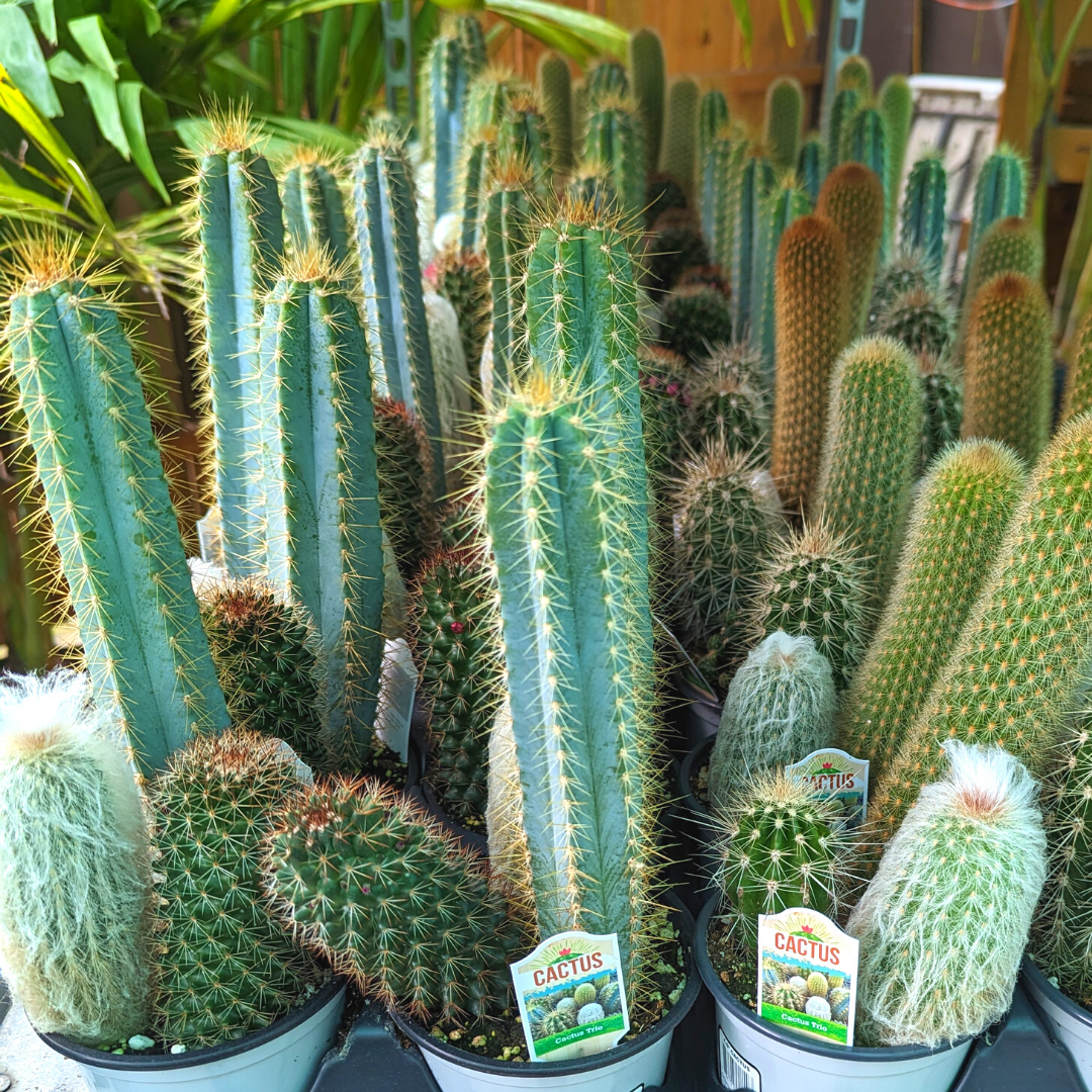 Newsletter Plant Square.png