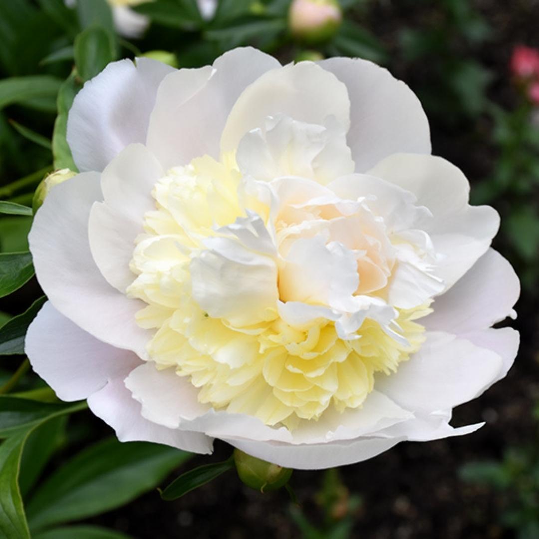 Newsletter Square April 7.jpg