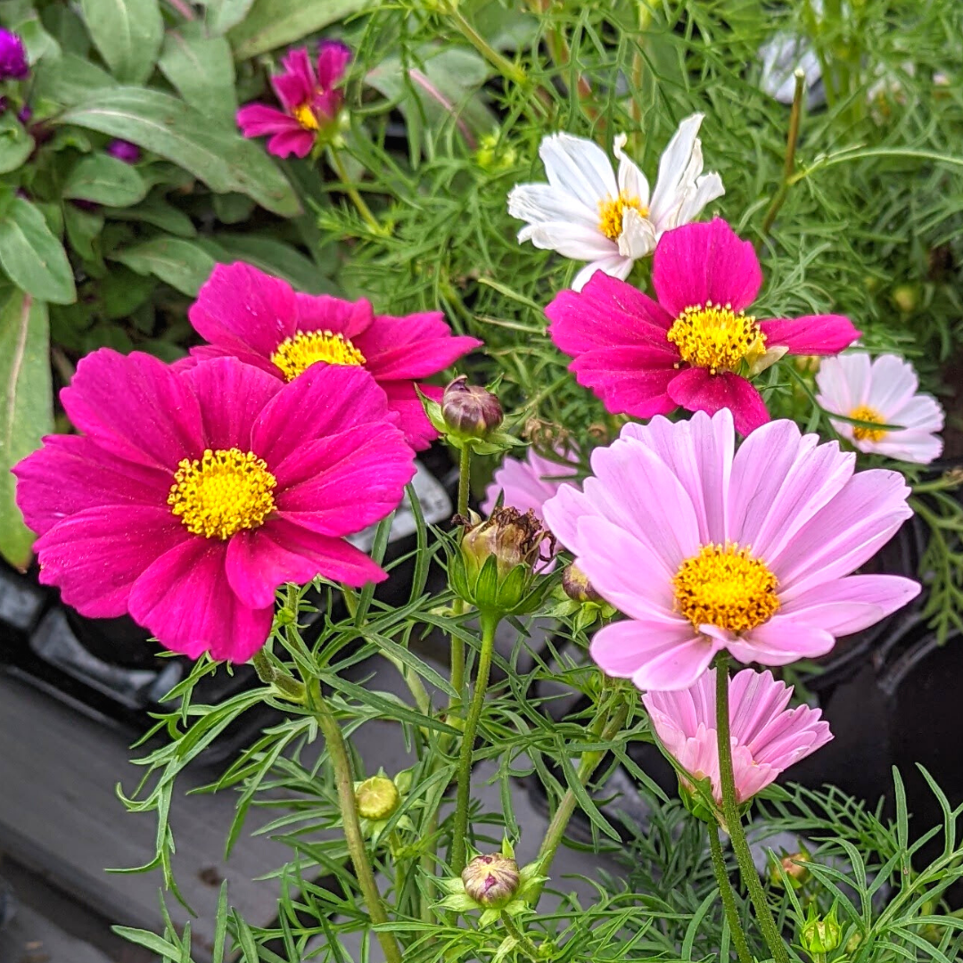 Newsletter Plant Square.png