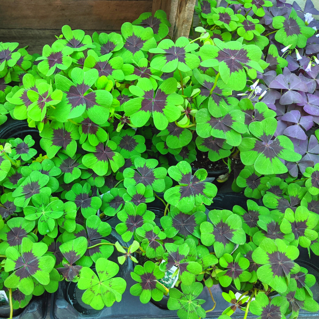 Newsletter Plant Square.png