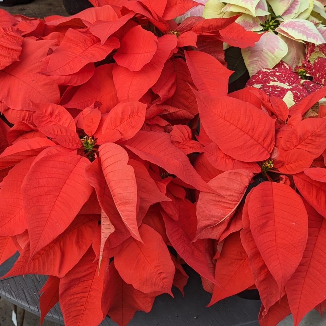 Nov. 24 Newsletter.jpg