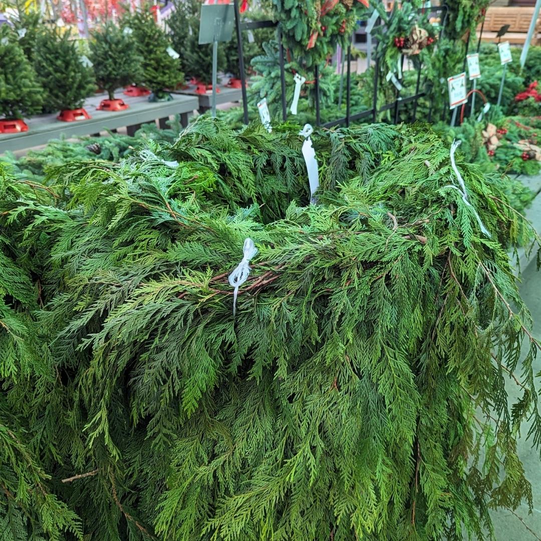 Nov. 24 Newsletter.jpg