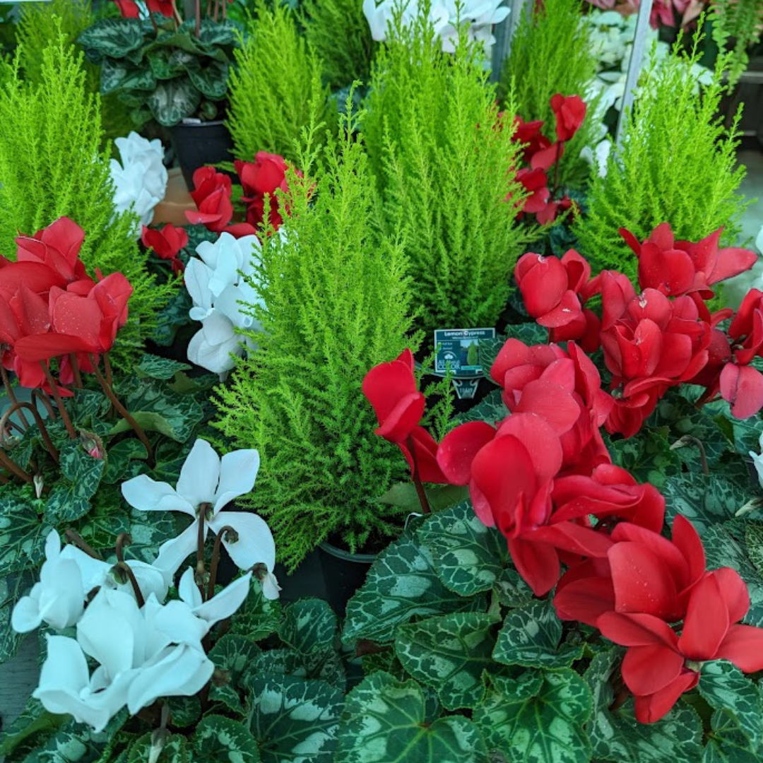 Newsletter Plant Square.png
