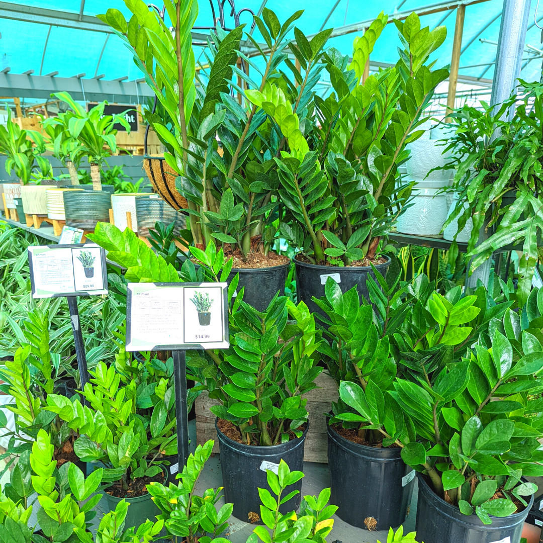 Newsletter Plant Square.png