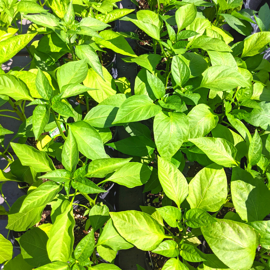 Newsletter Plant Square.png